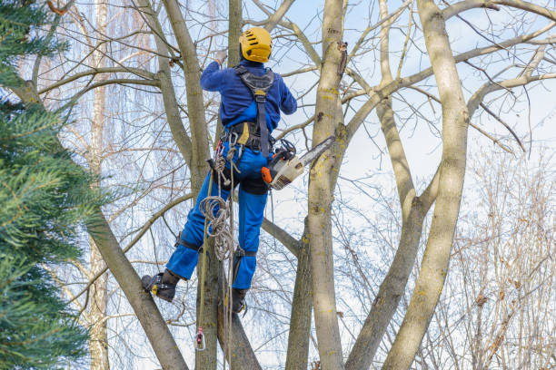 Reliable Jonesboro, GA Tree Care Solutions