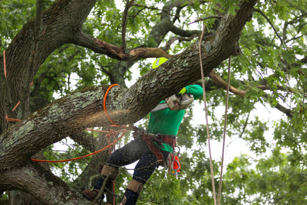 Best Lawn Renovation and Restoration  in Jonesboro, GA