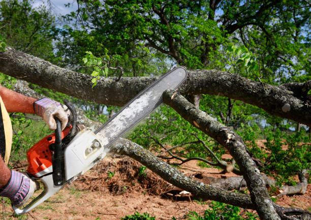 Best Arborist Consultation Services  in Jonesboro, GA